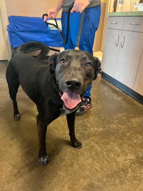Photo of Duke, adoptable Labrador Retriever in Rockwall, Texas