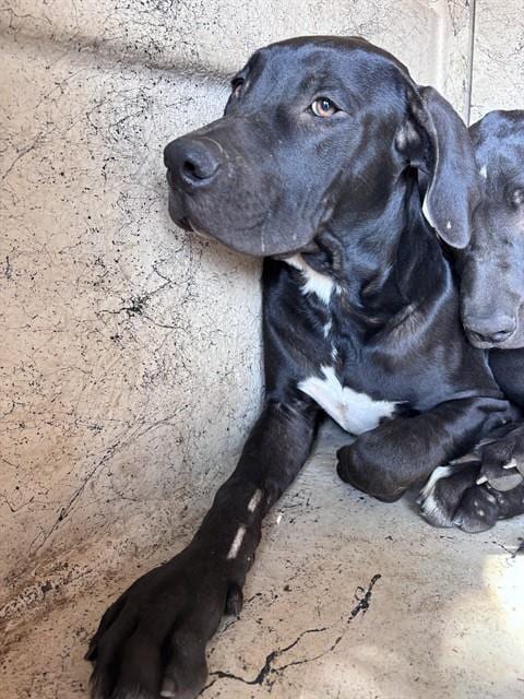 Photo of A480962, adoptable Great Dane in Oklahoma City, Oklahoma