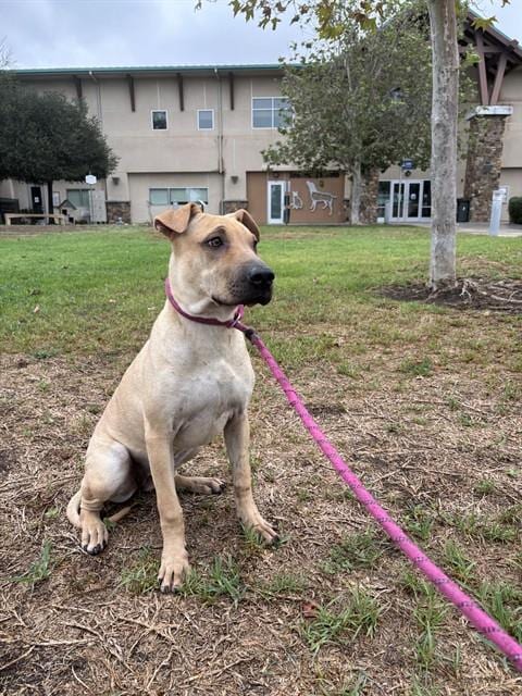 Photo of Lois, adoptable Chinese Shar-Pei in Riverside, California