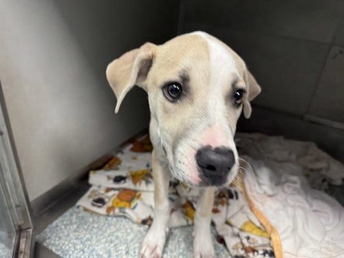 Photo of Danny, adoptable Pit Bull Terrier in Garland, Texas