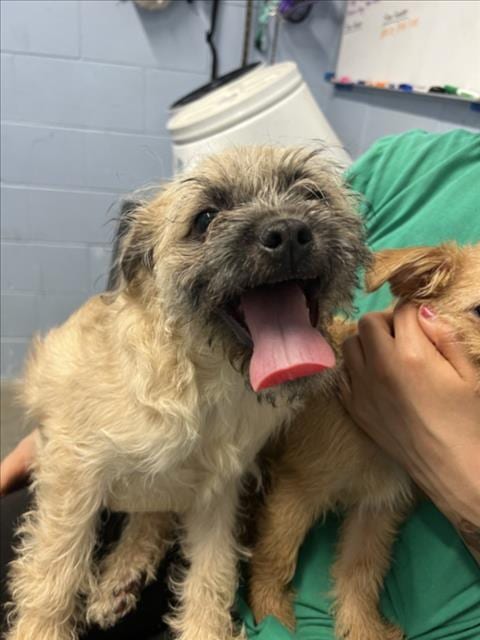 Photo of Tarzan, adoptable Terrier in Woodland, California
