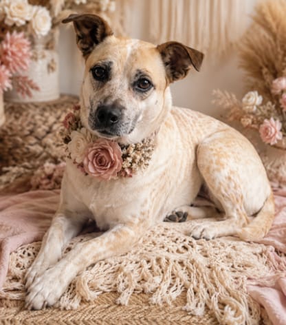 Photo of Sugar in TX, adoptable Cattle Dog in Cranston, Rhode Island