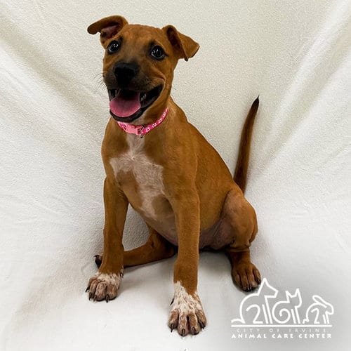 Photo of Sora, adoptable Pit Bull Terrier in Irvine, California