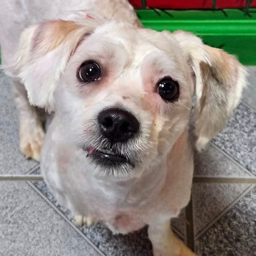 Photo of Dumpy, adoptable Bichon Frise in Normal, Illinois