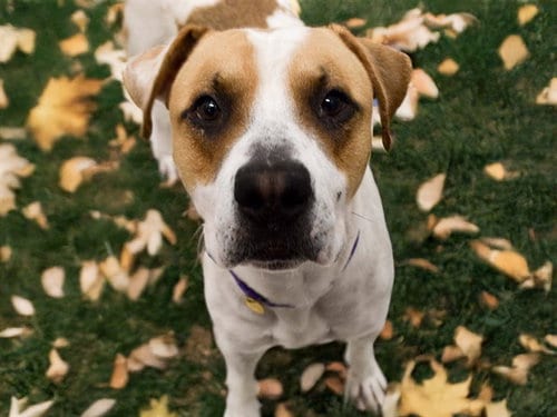 Photo of Pie, adoptable Pit Bull Terrier in Denver, Colorado