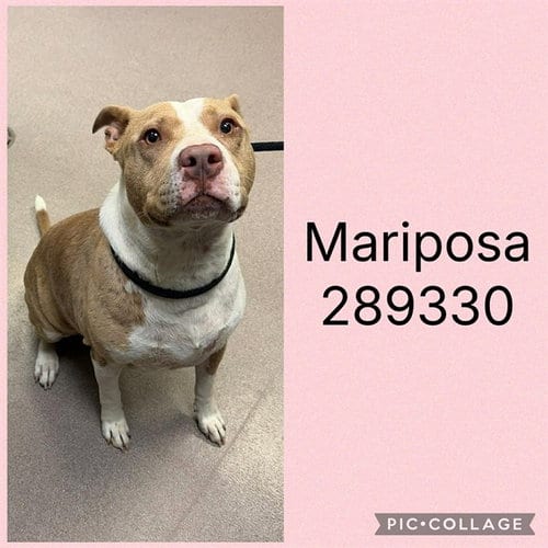 Photo of Mariposa Aka Journey, adoptable Pit Bull Terrier in Macon, Georgia