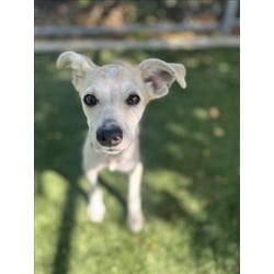 Photo of Wirt, adoptable Chihuahua in Chatsworth, California