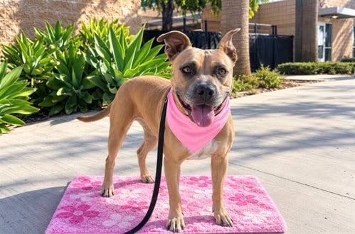 Photo of Isabel, adoptable Pit Bull Terrier in Orange, California