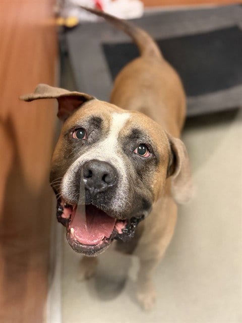 Photo of Hershey, adoptable American Bulldog in Miami, Florida