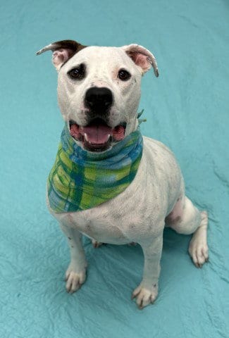 Photo of Squid, adoptable Pit Bull Terrier in Detroit, Michigan
