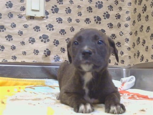 Photo of Joanie, adoptable Pit Bull Terrier in Sacramento, California