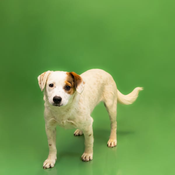 Photo of James, adoptable Australian Cattledog mixed Beagle in Lawrenceville, Georgia