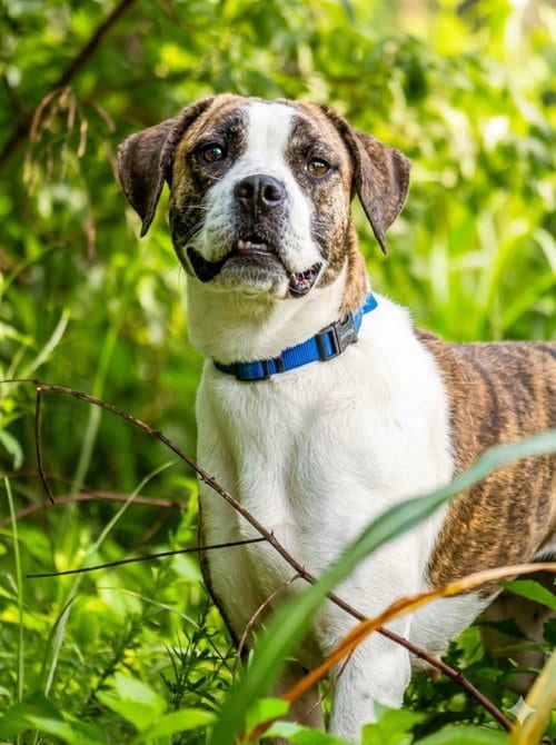 Photo of Royalty, adoptable Pit Bull Terrier in Rustburg, Virginia