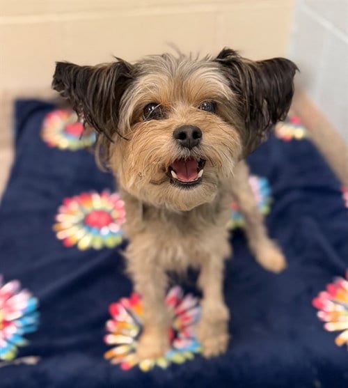 Photo of Tesla, adoptable Yorkshire Terrier Yorkie in Brighton, Colorado