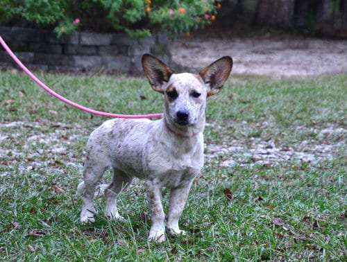 Photo of Katie, adoptable Hound in Willingboro, New Jersey
