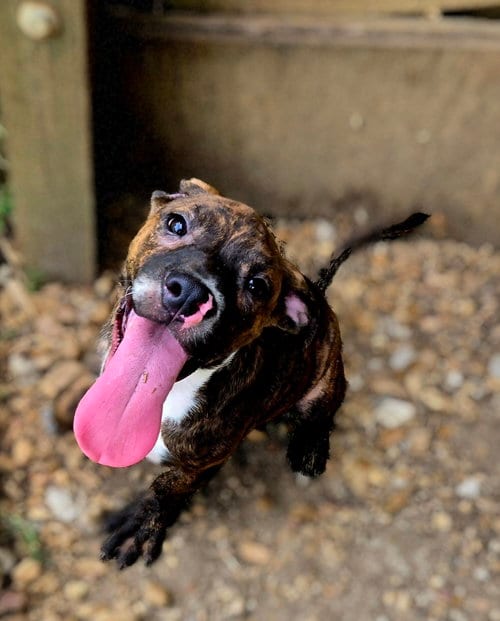 Photo of Rocko, adoptable Bullmastiff in Jackson, Mississippi