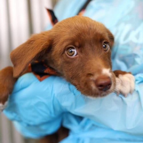 Photo of Peanut Butter, adoptable Labrador Retriever in San Antonio, Texas