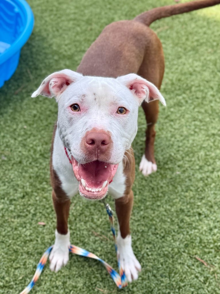 Photo of Pope, adoptable Pit Bull Terrier in Hartsville, South Carolina