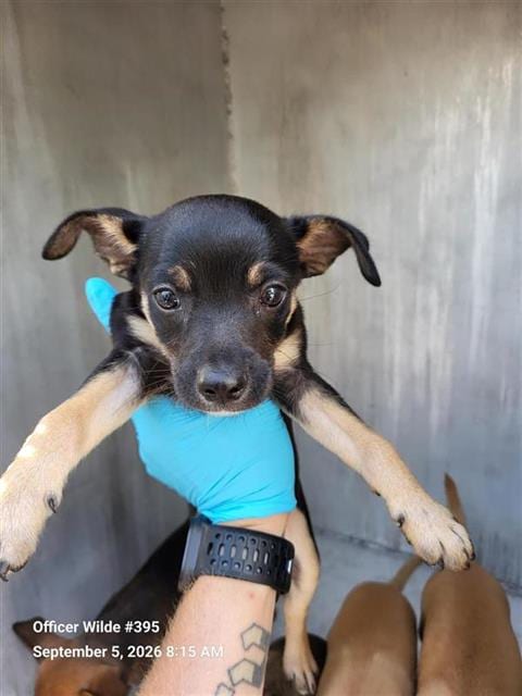 Photo of Jinx, adoptable Chihuahua in San Antonio, Texas