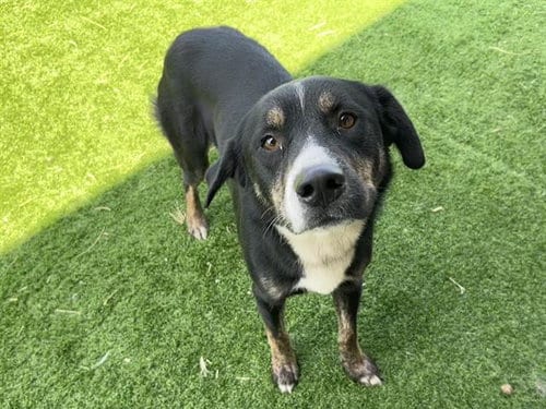 Photo of Nikki, adoptable Siberian Husky in Grand Prairie, Texas