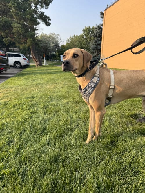 Photo of Junior, adoptable Rhodesian Ridgeback in Brooklyn Center, Minnesota