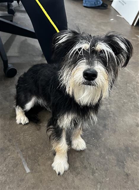 Photo of Potato, adoptable Mixed Breed