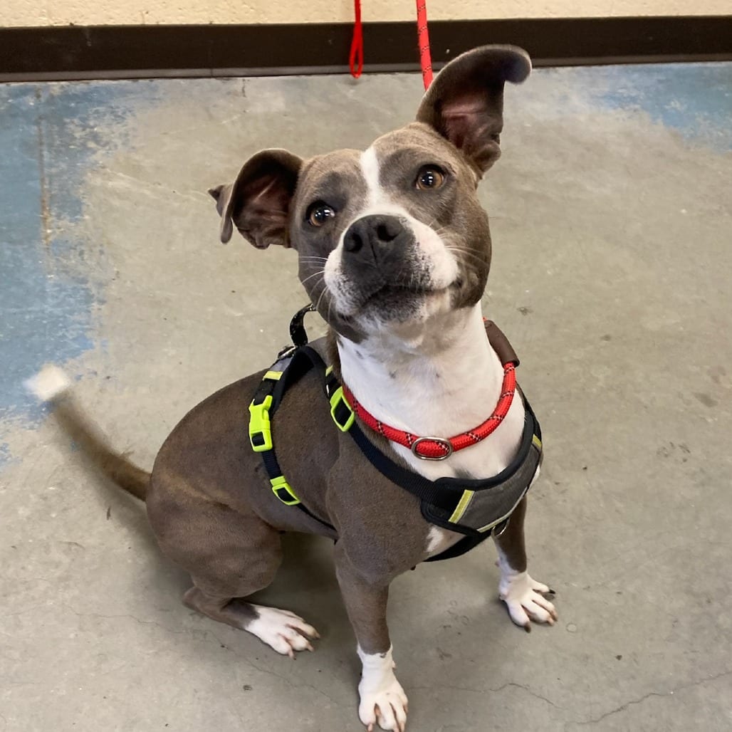 Photo of Daisy Grace, adoptable Mixed Breed (Medium)
