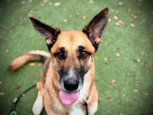 Photo of Lucy, adoptable German Shepherd Dog in Orlando, Florida
