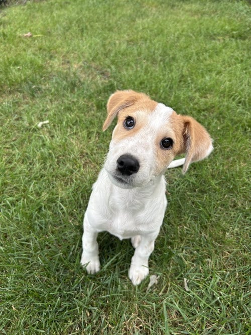 Photo of Freddie, adoptable Collie in Plainfield, Illinois