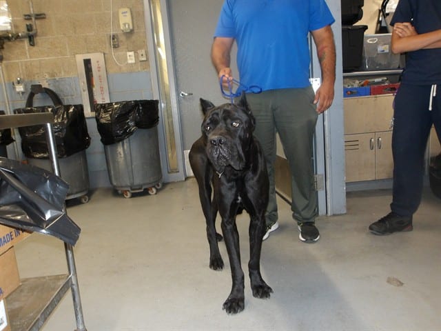 Photo of Odin, adoptable Cane Corso in Chicago, Illinois