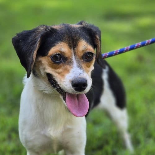 Photo of Sour Patch, adoptable Beagle in Yardley, Pennsylvania