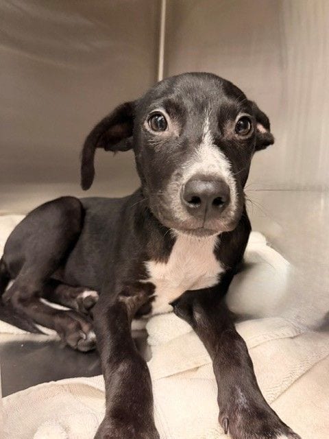 Photo of Jason, adoptable Unknown breed in Rancho Santa Fe, California