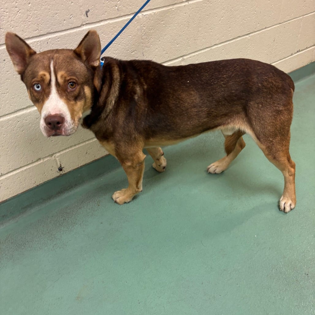 Photo of Bronwyn, adoptable dog