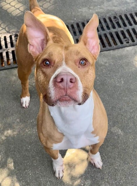 Photo of Arleth, adoptable American Pit Bull Terrier in Chicago, Illinois
