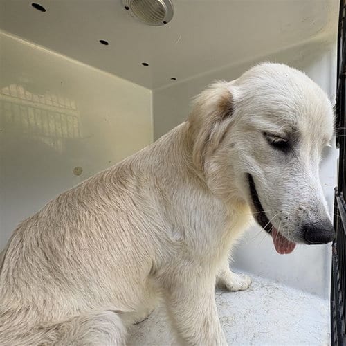 Photo of Elsa, adoptable Golden Retriever in Augusta, Georgia