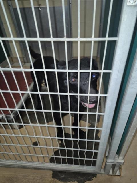 Photo of Bark Ruffalo, adoptable German Shepherd Dog in Texas City, Texas
