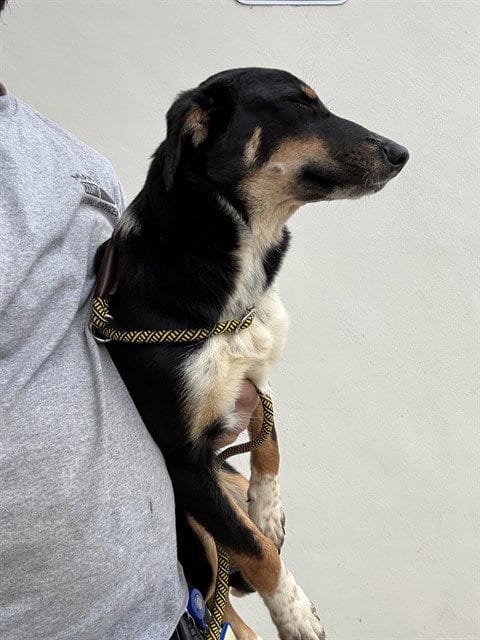 Photo of Emma, adoptable Australian Shepherd in Miami, Florida