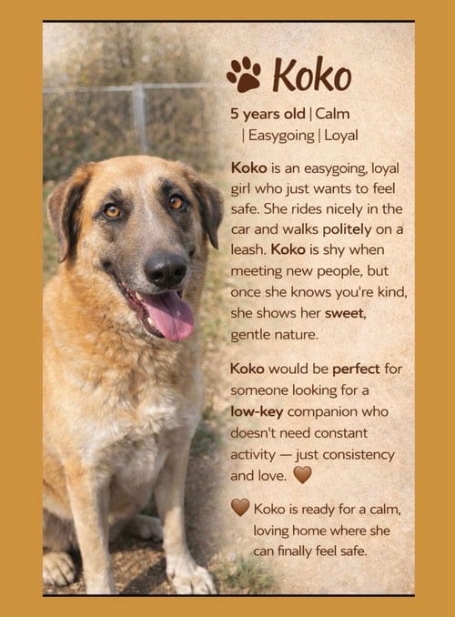 Photo of KoKo, adoptable Great Pyrenees in Thomasville, North Carolina