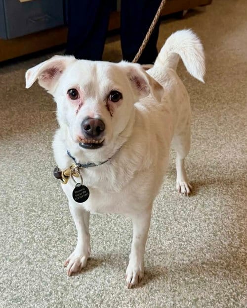 Photo of Buzz, adoptable Chihuahua in St. Louis Park, Minnesota
