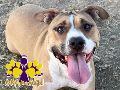 Photo of Yam, adoptable dog in Georgetown, Texas