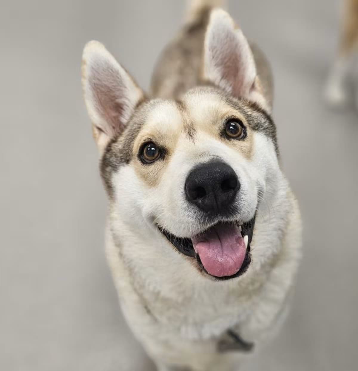 Photo of Buster, adoptable Husky in Chesapeake, Virginia