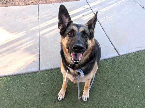 Photo of Athena, adoptable German Shepherd Dog in Phoenix, Arizona