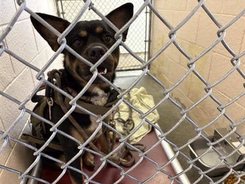 Photo of Brandon, adoptable Australian Kelpie in Fairfield, California
