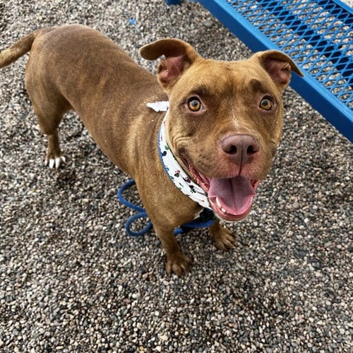 Photo of Nala, adoptable American Pit Bull Terrier in Mesa, Arizona
