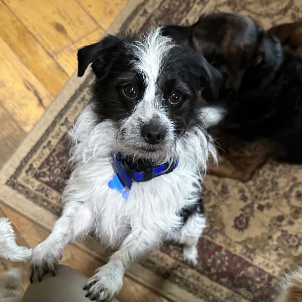 Photo of Scrappy, adoptable Shih Tzu / Terrier in Potomac, Maryland