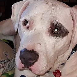 Photo of Jack Jack, adoptable American Bulldog Boxer in Boulder, Colorado