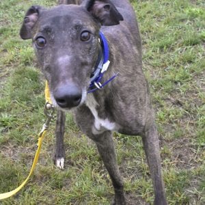 Photo of Tf's Joeandwater, adoptable Greyhound in Grandville, Michigan