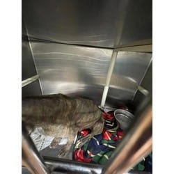 Photo of Marvel, adoptable American Pit Bull Terrier in Baton Rouge, Louisiana