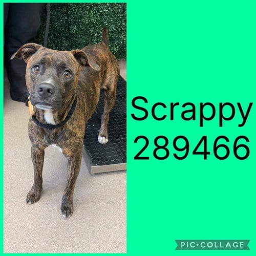 Photo of Scrappy, adoptable Pit Bull Terrier in Macon, Georgia