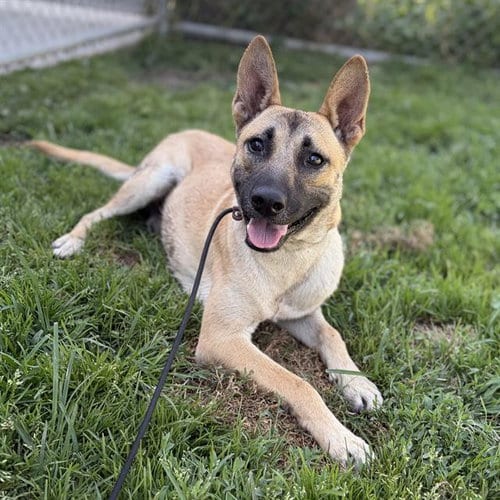 Photo of Blaze, adoptable German Shepherd Dog in Modesto, California
